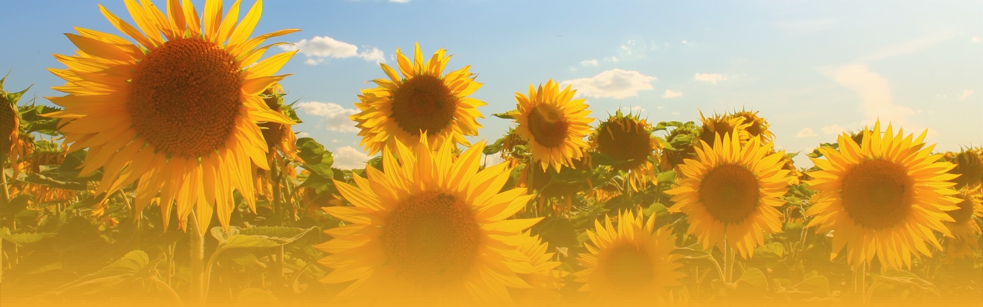 field of sunflowers