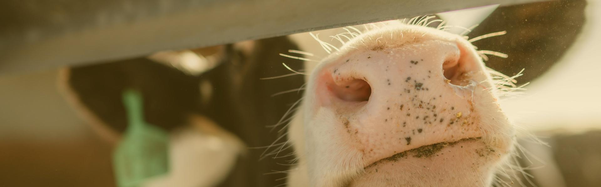cow nose